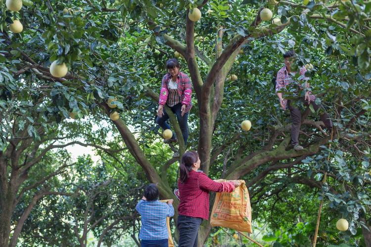 百年坪山柚開放全民認養 世界四大名柚，值得珍藏的甜蜜之選